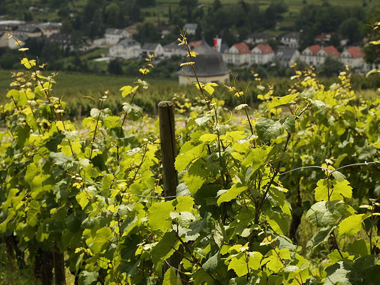 Blick auf Weinreben mit grün-gelbem Weinlaub. Quelle: AVOR